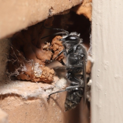 Pison sp. (genus) (Black mud-dauber wasp) at Evatt, ACT - 11 Feb 2021 by TimL