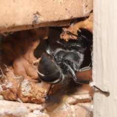 Pison sp. (genus) at Evatt, ACT - 11 Feb 2021 02:01 PM