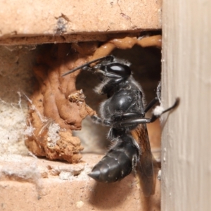 Pison sp. (genus) at Evatt, ACT - 11 Feb 2021 02:01 PM