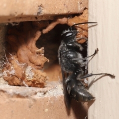 Pison sp. (genus) at Evatt, ACT - 11 Feb 2021 02:01 PM