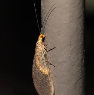 Stenolysmus extraneus (Lacewing) at ANBG - 5 Mar 2021 by TimL