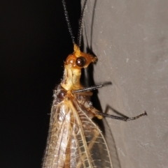 Stenolysmus extraneus at Acton, ACT - 5 Mar 2021