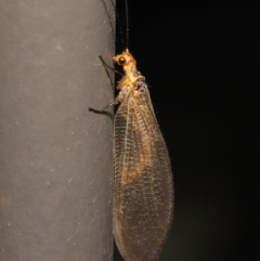 Stenolysmus extraneus at Acton, ACT - 5 Mar 2021