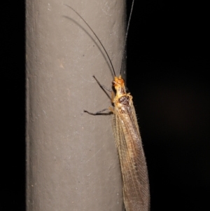 Stenolysmus extraneus at Acton, ACT - 5 Mar 2021 01:04 PM