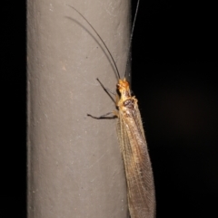 Stenolysmus extraneus at Acton, ACT - 5 Mar 2021