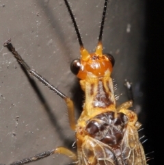 Stenolysmus extraneus at Acton, ACT - 5 Mar 2021