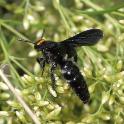 Scolia (Discolia) verticalis (Yellow-headed hairy flower wasp) at Downer, ACT - 12 Feb 2021 by TimL