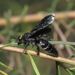 Scolia (Discolia) verticalis at Downer, ACT - 12 Feb 2021