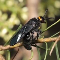 Scolia (Discolia) verticalis at Downer, ACT - 12 Feb 2021