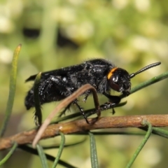 Scolia (Discolia) verticalis at Downer, ACT - 12 Feb 2021