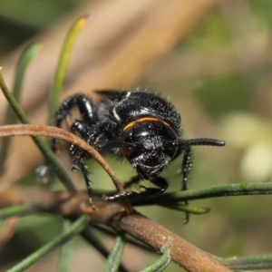 Scolia (Discolia) verticalis at Downer, ACT - 12 Feb 2021