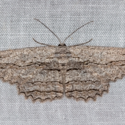Scioglyptis loxographa (Light Grey Bark Moth) at Namadgi National Park - 14 Mar 2018 by Bron