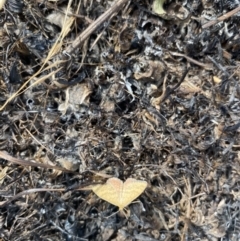 Scopula rubraria (Plantain Moth) at Gungahlin, ACT - 7 Mar 2021 by leith7
