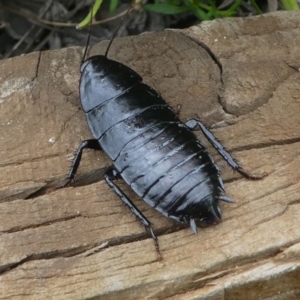 Platyzosteria similis at Kambah, ACT - 8 Feb 2021