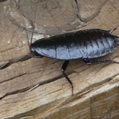 Platyzosteria similis at Kambah, ACT - 8 Feb 2021