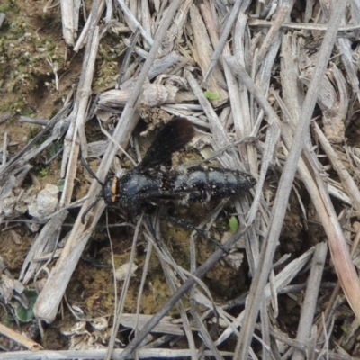 Scolia (Discolia) verticalis (Yellow-headed hairy flower wasp) at Greenway, ACT - 31 Jan 2021 by michaelb