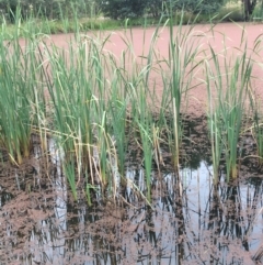 Typha sp. (Cumbungi) at Thurgoona, NSW - 8 Mar 2021 by Alburyconservationcompany