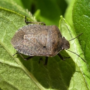 Dictyotus conspicuus at Kambah, ACT - 11 Feb 2021