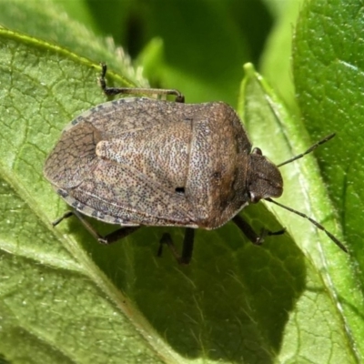 Dictyotus conspicuus (A shield or stink bug) at Kambah, ACT - 11 Feb 2021 by HarveyPerkins