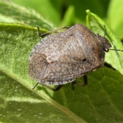 Dictyotus conspicuus at Kambah, ACT - 11 Feb 2021 03:49 PM