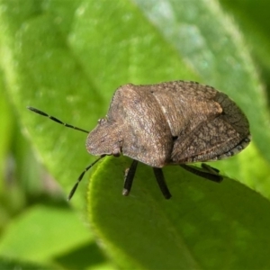 Dictyotus conspicuus at Kambah, ACT - 11 Feb 2021 03:49 PM