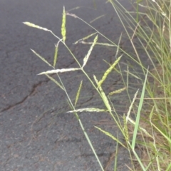 Eriochloa pseudoacrotricha at Monash, ACT - 4 Mar 2021 by michaelb