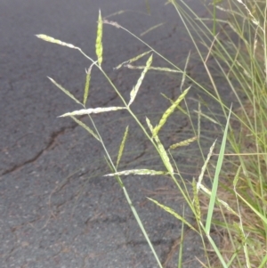 Eriochloa pseudoacrotricha at Monash, ACT - 4 Mar 2021 09:00 PM