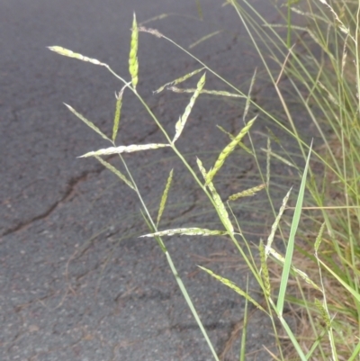 Eriochloa pseudoacrotricha at Monash, ACT - 4 Mar 2021 by MichaelBedingfield