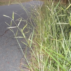 Eriochloa pseudoacrotricha at Monash, ACT - 4 Mar 2021 09:00 PM