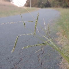 Eriochloa pseudoacrotricha at Monash, ACT - 4 Mar 2021 09:00 PM