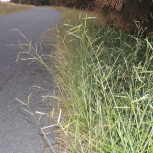 Eriochloa pseudoacrotricha at Monash, ACT - 4 Mar 2021 09:00 PM