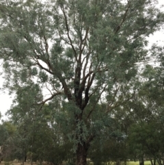 Eucalyptus melliodora (Yellow Box) at Thurgoona, NSW - 8 Mar 2021 by Alburyconservationcompany