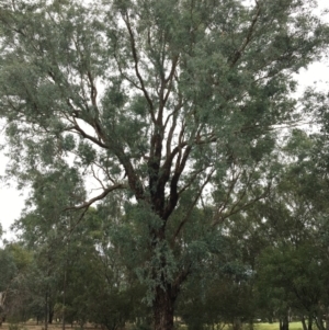 Eucalyptus melliodora at Albury - 8 Mar 2021