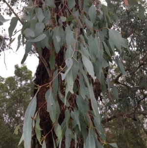 Eucalyptus melliodora at Albury - 8 Mar 2021
