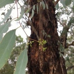 Eucalyptus melliodora at Albury - 8 Mar 2021 11:14 AM