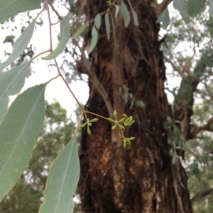 Eucalyptus melliodora at Albury - 8 Mar 2021 11:14 AM