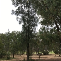 Casuarina cunninghamiana subsp. cunninghamiana (River She-Oak, River Oak) at Thurgoona, NSW - 8 Mar 2021 by Alburyconservationcompany