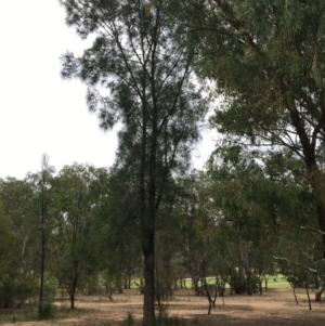 Casuarina cunninghamiana subsp. cunninghamiana at Albury - 8 Mar 2021 11:17 AM