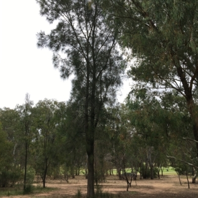 Casuarina cunninghamiana subsp. cunninghamiana (River She-Oak, River Oak) at Thurgoona, NSW - 8 Mar 2021 by Alburyconservationcompany
