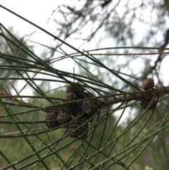 Casuarina cunninghamiana subsp. cunninghamiana at Albury - 8 Mar 2021