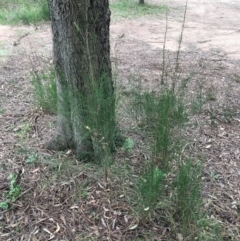 Casuarina cunninghamiana subsp. cunninghamiana at Albury - 8 Mar 2021