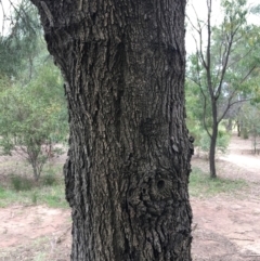 Casuarina cunninghamiana subsp. cunninghamiana at Albury - 8 Mar 2021