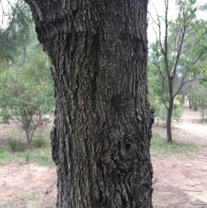 Casuarina cunninghamiana subsp. cunninghamiana at Albury - 8 Mar 2021