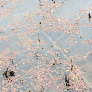 Azolla rubra at Thurgoona, NSW - 8 Mar 2021