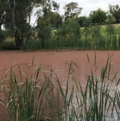 Azolla rubra at Thurgoona, NSW - 8 Mar 2021