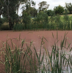 Azolla rubra at Thurgoona, NSW - 8 Mar 2021