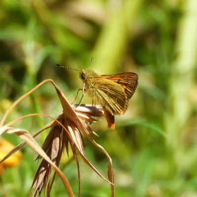 Ocybadistes walkeri (Green Grass-dart) at Kambah, ACT - 4 Mar 2021 by MatthewFrawley