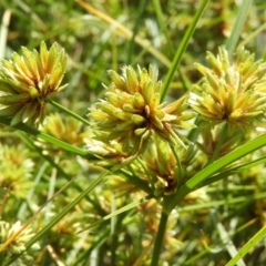 Cyperus eragrostis (Umbrella Sedge) at Kambah, ACT - 7 Mar 2021 by MatthewFrawley