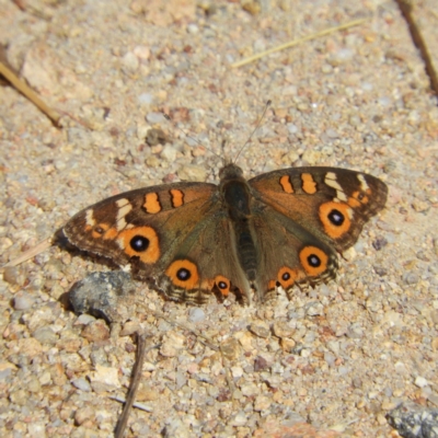 Junonia villida (Meadow Argus) at Kambah, ACT - 7 Mar 2021 by MatthewFrawley