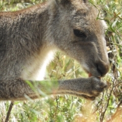 Macropus giganteus (Eastern Grey Kangaroo) at Torrens, ACT - 7 Mar 2021 by MatthewFrawley